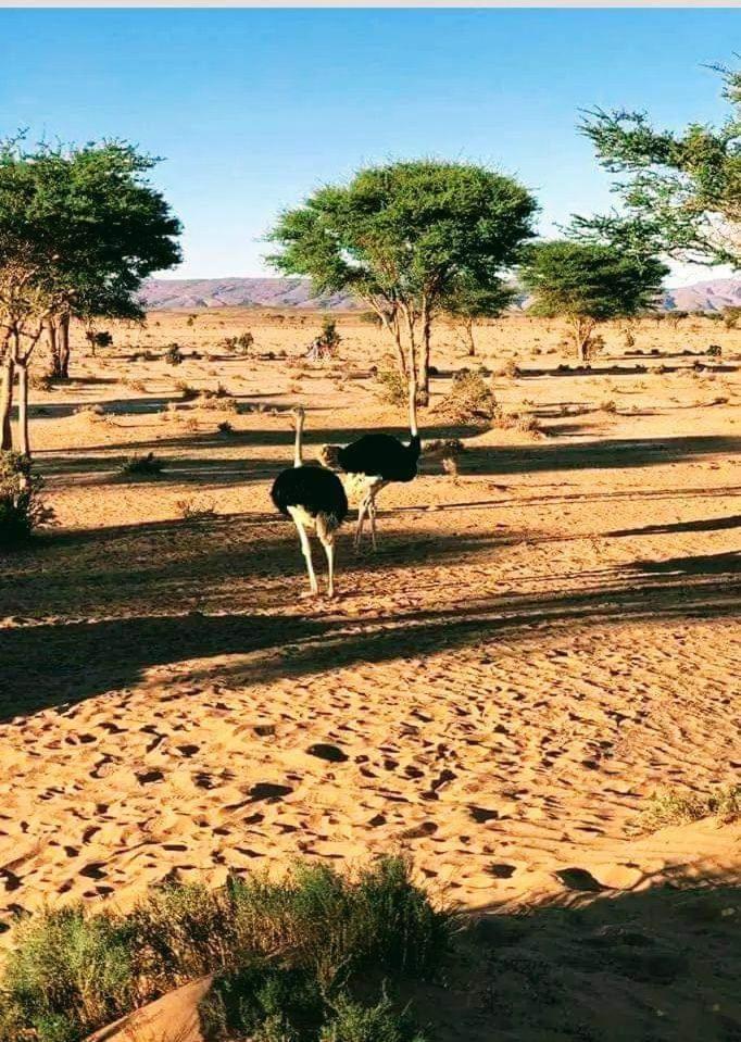 Nomads Life Style Hotel M'Hamid Bagian luar foto